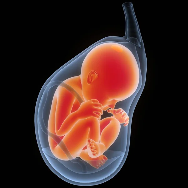 Mänskliga Foster Baby Womb Anatomy Tredimensionell — Stockfoto