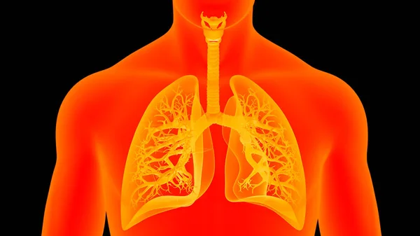 Anatomia Polmonare Del Sistema Respiratorio Umano — Foto Stock