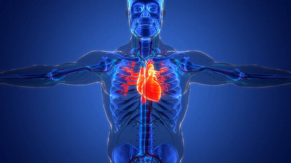 Анатомия сердца системы кровообращения человека. 3D