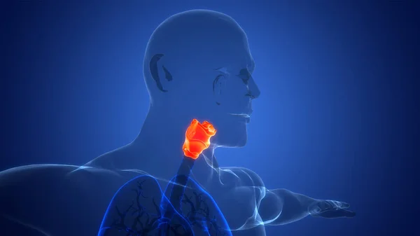 Гортань Дыхательной Системы Человека Анатомия Глотки — стоковое фото