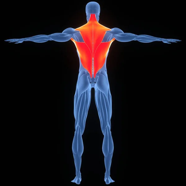Anatomía Los Músculos Del Sistema Muscular Humano — Foto de Stock
