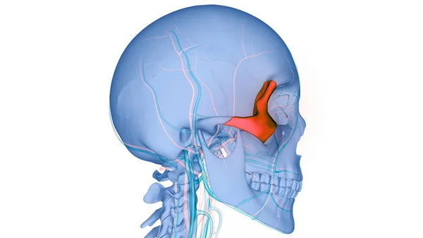 Système Squelettique Humain Anatomie Des Pièces Osseuses Crâne — Photo