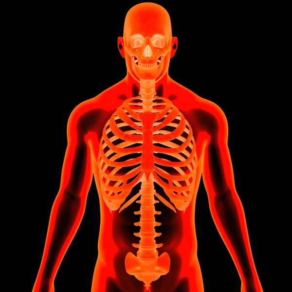 Illustration Human Skeleton System Bones Joints Anatomy — стокове фото