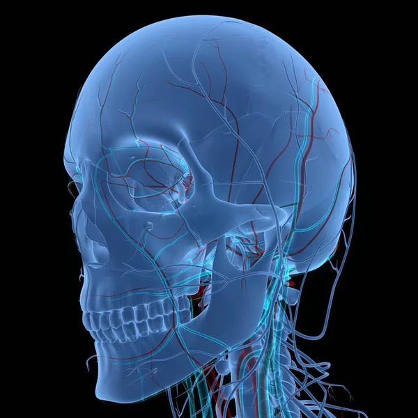 Анатомия Костей Черепа Человеческой Скелетной Системы — стоковое фото