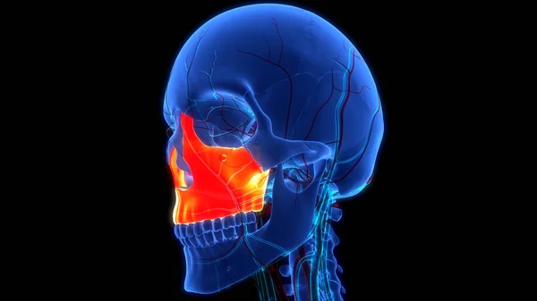 Анатомия Костей Черепа Человеческой Скелетной Системы Максилла — стоковое фото