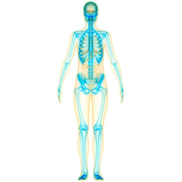 Illustration Human Skeleton System Bones Ints Anatomy — 스톡 사진
