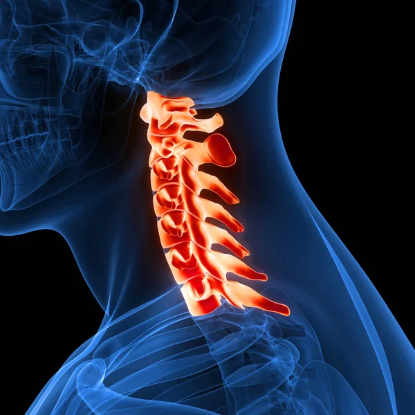 Anatomia Del Midollo Spinale Vertebre Cervicali Illustrazione — Foto Stock