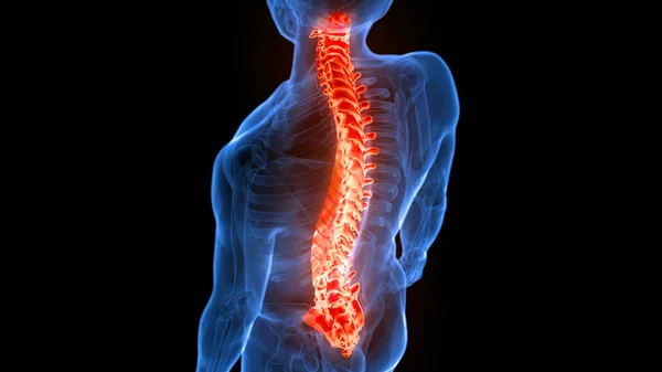 Columna Vertebral Médula Espinal Anatomía Del Sistema Esquelético Humano — Foto de Stock
