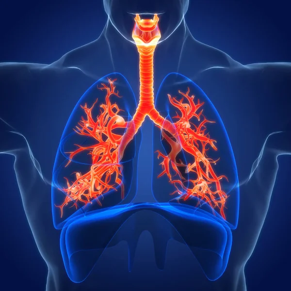 Sistema Respiratório Humano Anatomia Pulmonar — Fotografia de Stock