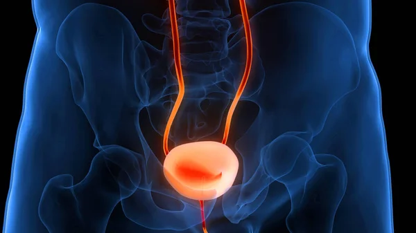 Anatomía Vesical Del Sistema Urinario Humano — Foto de Stock