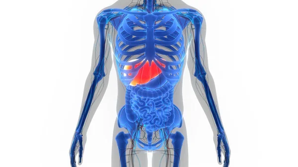 Lidský Vnitřní Zažívací Orgán Anatomie Jater — Stock fotografie
