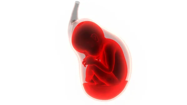 Mänskliga Foster Baby Womb Anatomy Tredimensionell — Stockfoto