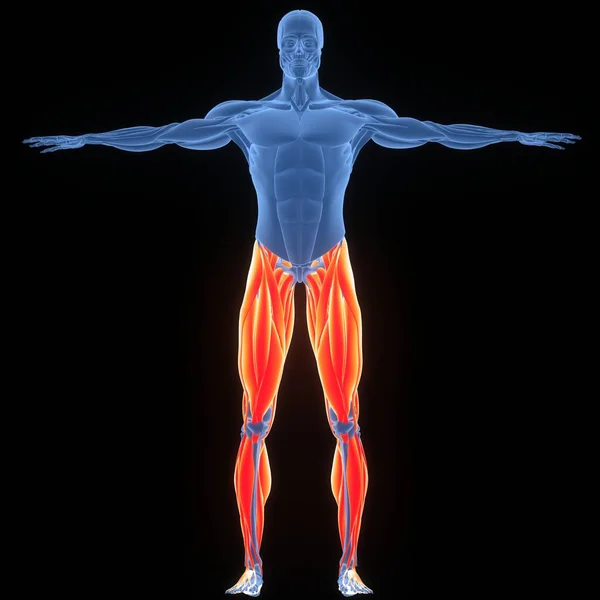 Human Muscular System Muscles Anatomy — Stock Photo, Image