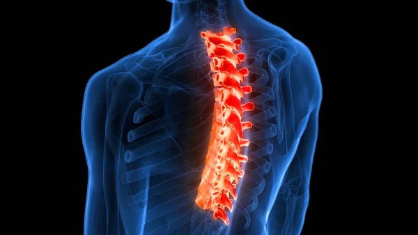 Spinal Cord Vertebral Column of Human Skeleton System Anatomy. 3D