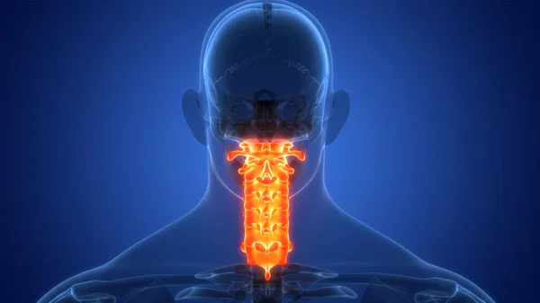 Spinal cord Anatomy (Cervical vertebrae). 3D - Illustration