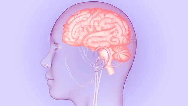 Human Central Nervous System brain Anatomy. 3D