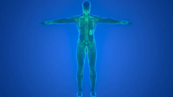 Das Menschliche Innere System Lymphknoten Anatomie — Stockfoto