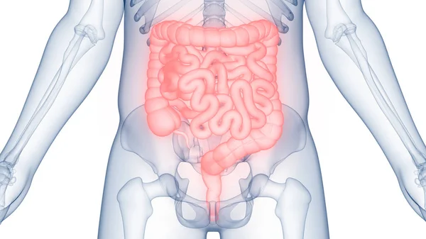 Anatomie Lidského Trávicího Ústrojí — Stock fotografie