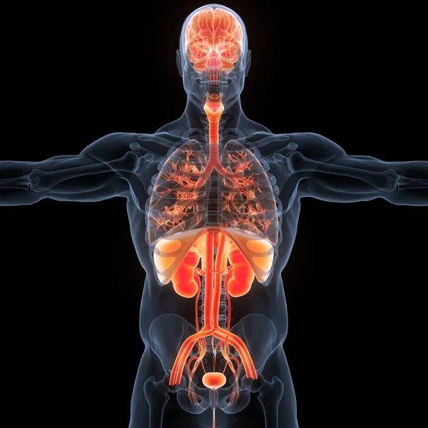 Human Internal Organs  with Urinary System Anatomy