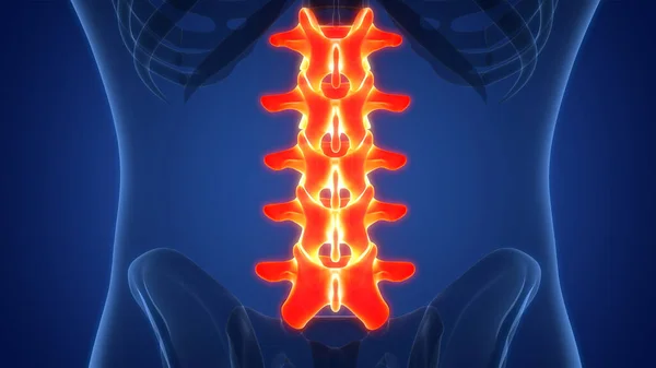 Spinal Cord Vertebral Column of Human Skeleton System Anatomy. 3D