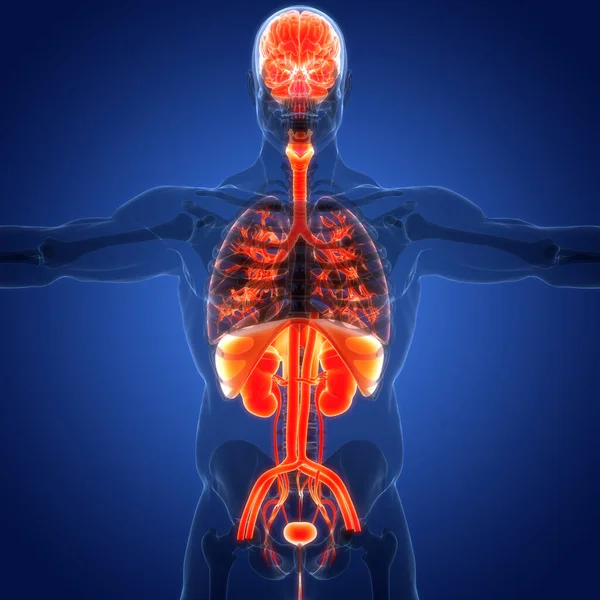 Menselijke Inwendige Organen Met Urinewegen Anatomie — Stockfoto