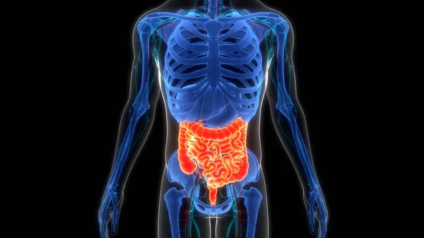 Anatomie Lidského Trávicího Ústrojí — Stock fotografie