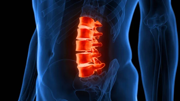 Spinal Cord Vertebral Column of Human Skeleton System Anatomy. 3D