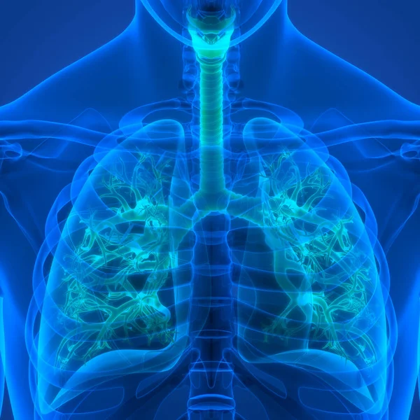 Anatomia Polmonare Del Sistema Respiratorio Umano — Foto Stock