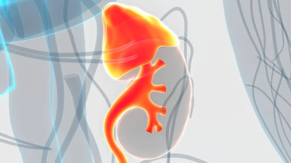 Human Urinary System Adrenal Glands Anatomy — Foto Stock