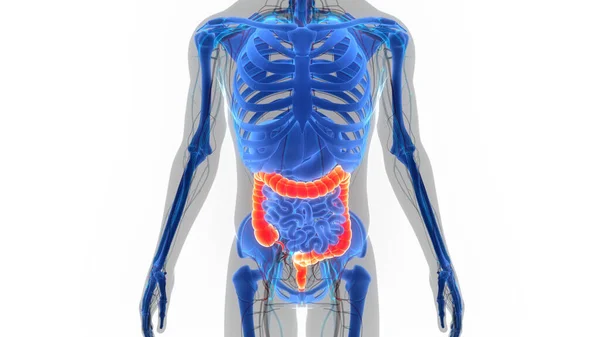 Anatomie Lidského Trávicího Ústrojí — Stock fotografie