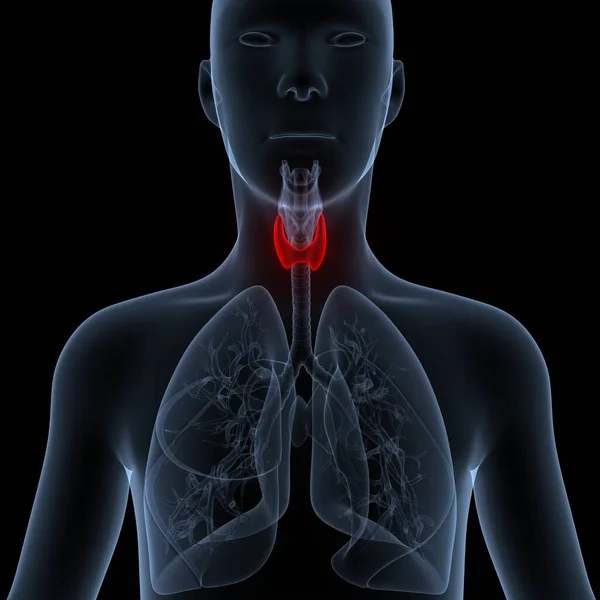 Human Body Glands Thyroid Gland Anatomy. 3D