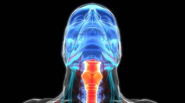 Larynx Van Het Menselijk Ademhalingssysteem Pharynx Anatomie — Stockfoto