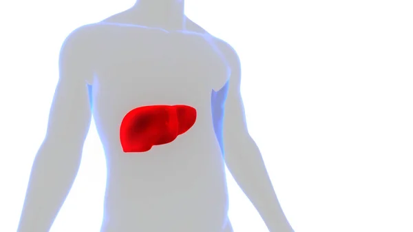 Ludzki Wewnętrzny Organ Trawienny Anatomia Wątroby — Zdjęcie stockowe