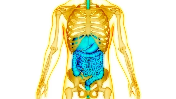 Anatomia Sistema Digestivo Humano — Fotografia de Stock