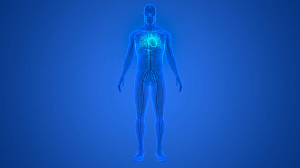 Human Circulatory System Heart Anatomy. 3D