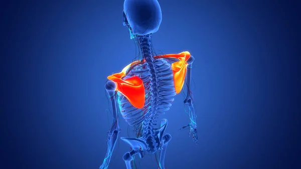Ludzki System Szkieletowy Stawy Piersiowe Anatomia — Zdjęcie stockowe