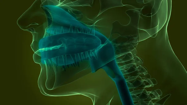 Анатомия Рта Пищеварительной Системы Человека — стоковое фото