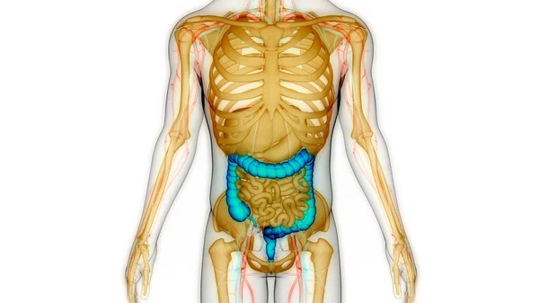 Anatomia Del Sistema Digestivo Umano — Foto Stock