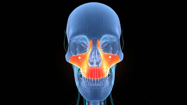 Human Skeleton System Skull Bone Parts Maxilla Anatomy — стокове фото