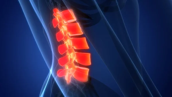 Spinal Cord Vertebral Column Human Skeleton System Anatomy — стокове фото