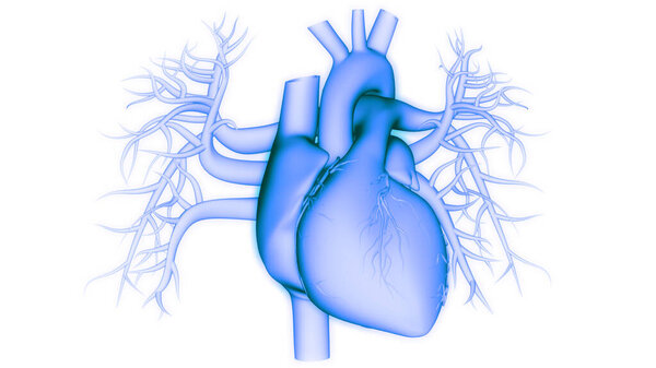Human Circulatory System Heart Anatomy. 3D