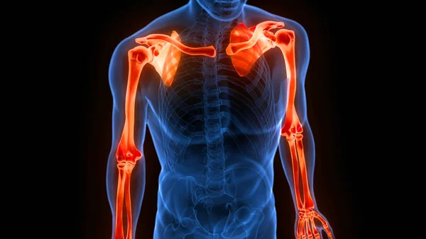 Человеческий Скелет Системы Плечевых Костей Суставов Анатомии — стоковое фото