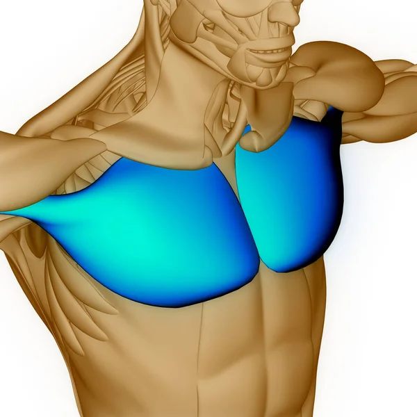 Human Muscular System Muscles Anatomy. 3D