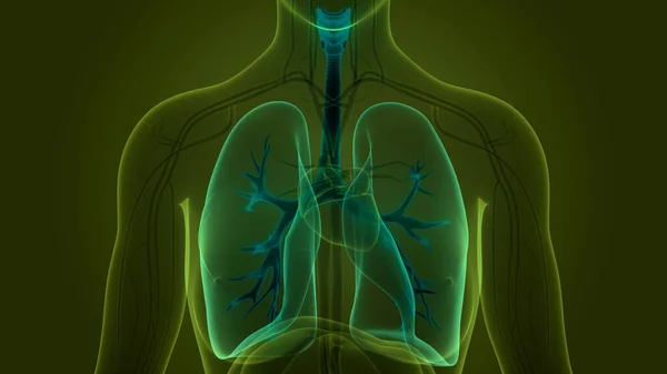 인간의 Human Respiratory System Lungs Anatomy — 스톡 사진