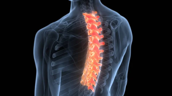 Spinal Cord Vertebral Column of Human Skeleton System Anatomy. 3D