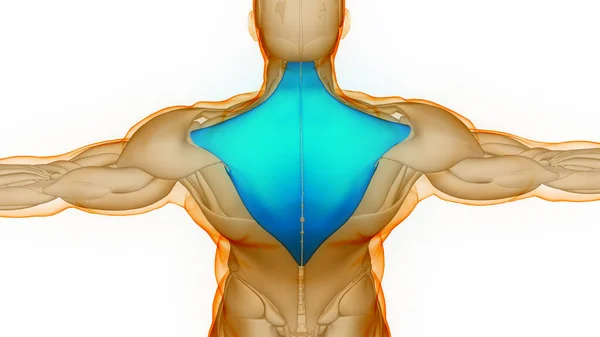 Corps Humain Système Musculaire Anatomie Des Muscles — Photo