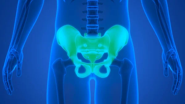 Human Skeleton System Pelvic Girdle Bone Joints Anatomy. 3D