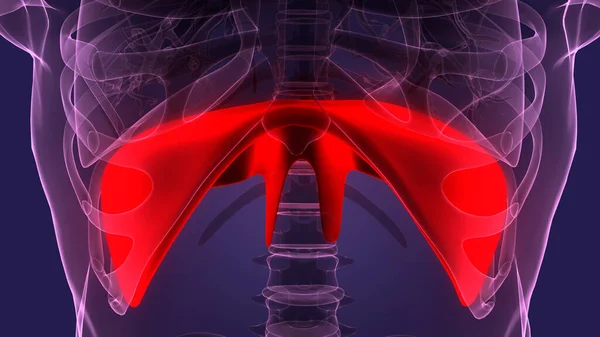 Human  Diaphragm Anatomy. 3D illustration