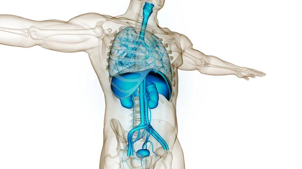 Lidské Vnitřní Orgány Anatomií Močového Systému — Stock fotografie