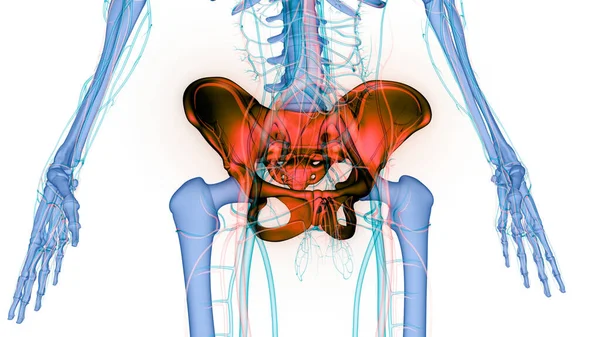 Människans Skelett System Bäckenben Skelett Leder Anatomi Tredimensionell — Stockfoto
